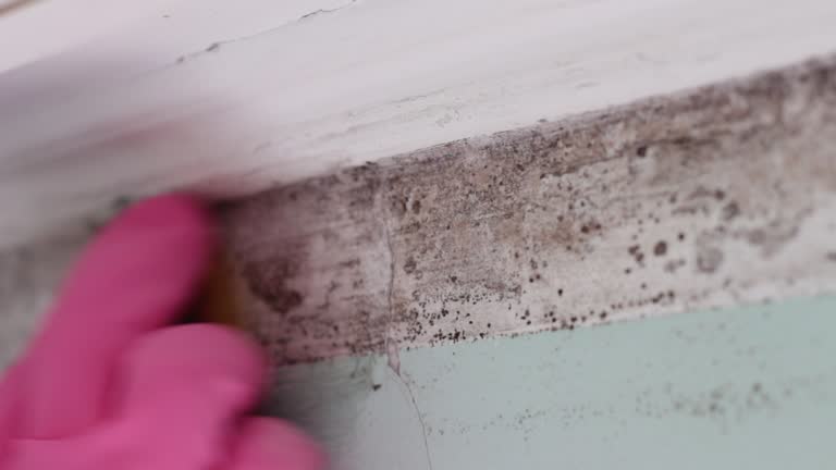 Best Mold Removal for HVAC Installations  in Chico, CA
